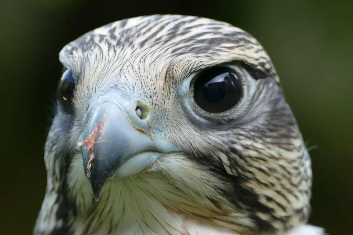 Moulting in Raptors: How to Support Your Bird Through the Annual Moult
